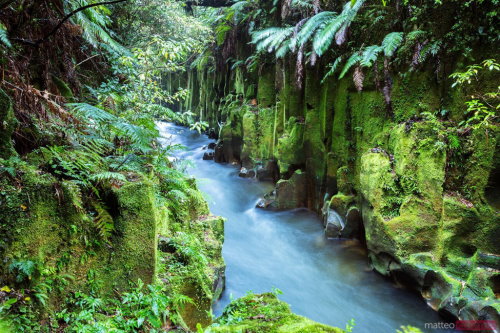 Whirinaki Te Pua-a-Tane Conservation Park